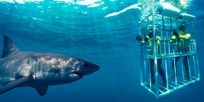 Would you go shark cage diving?