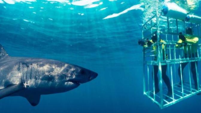 Would you go shark cage diving?