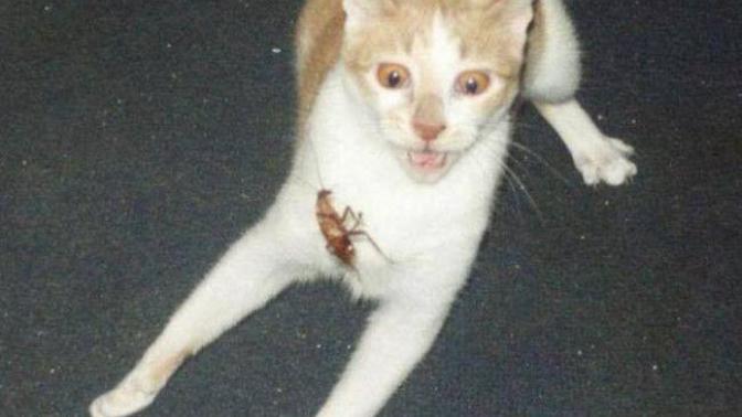 A Huge Bug Got In Your House, Who Takes Care Of It? You Or Someone Else?