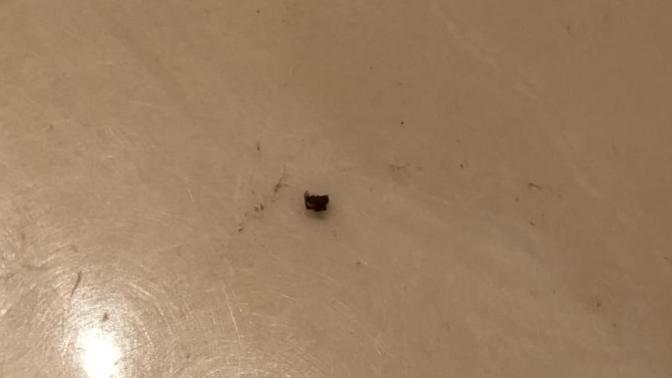 Please help, what type of spider is this (picture included)?