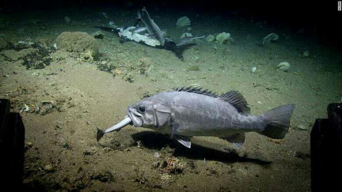 Shark swallowed whole during a rarely seen deep-sea feast. Opinions?