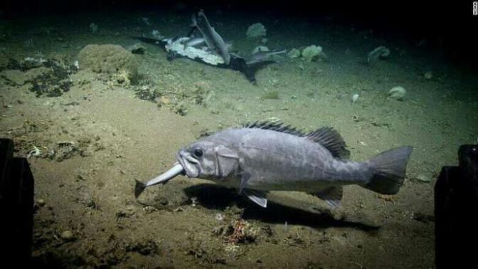 Shark swallowed whole during a rarely seen deep-sea feast. Opinions?