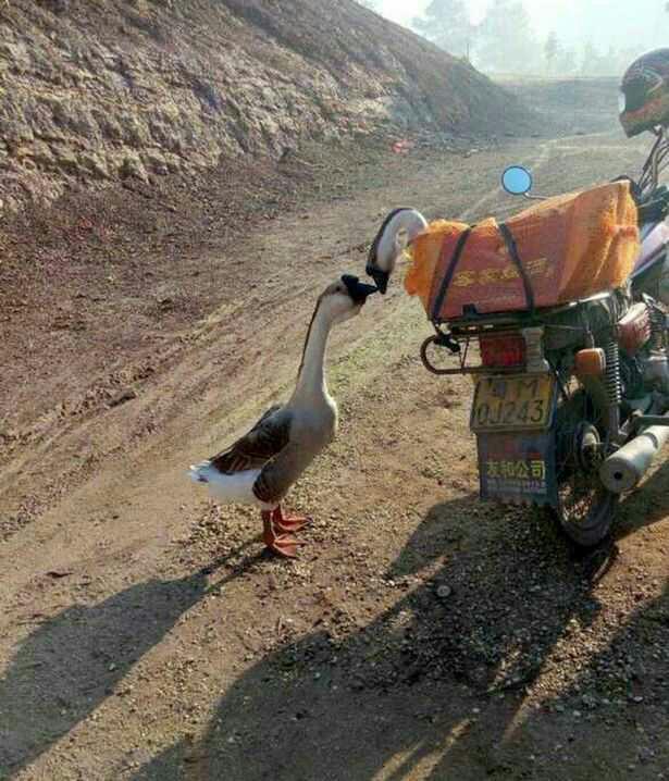 Geese who grew up together share final goodbye 'kiss'. Opinions?
