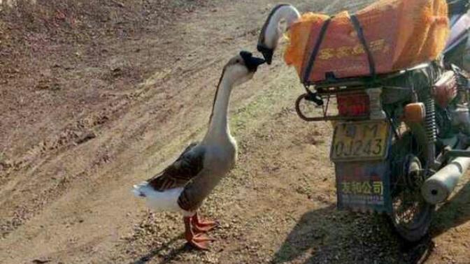 Geese who grew up together share final goodbye 'kiss'. Opinions?