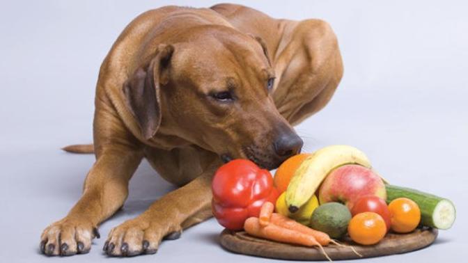 Vegans, do you or would you feed your pet a vegan only diet?