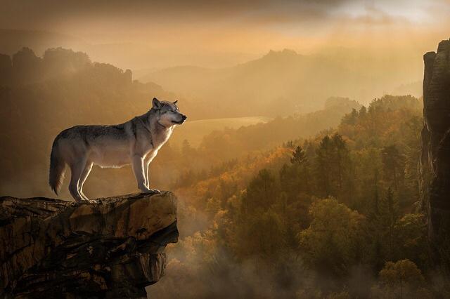 Do you jump from relationship to relationship or are you more of a lone wolf?