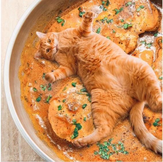 Do you think it’s ok for people to eat dogs and cats?