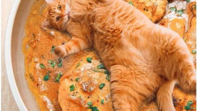 Do you think it’s ok for people to eat dogs and cats?