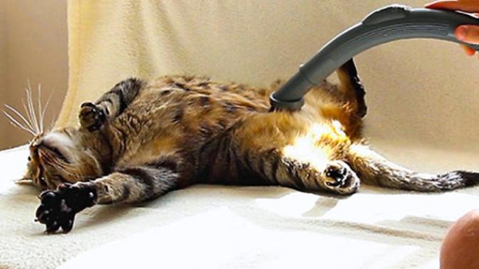 Is this the cat God, that all other cats bow down to?