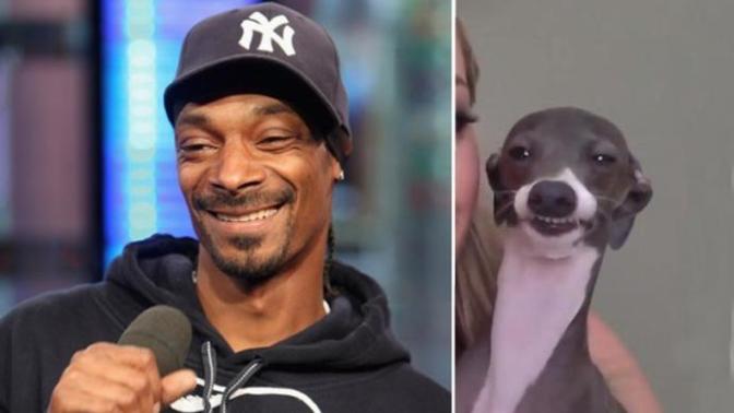 What's the difference between a Dog, Dogg and Dawg?