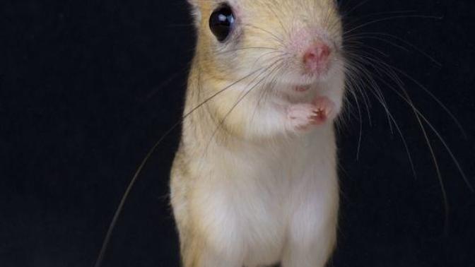 Would you keep this as a pet?