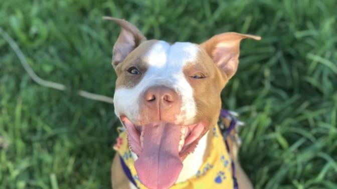 The dog I adopted has been abused?