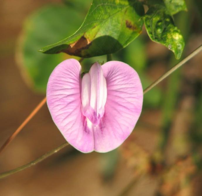 Do these actually look like a vagina/vulva women's private parts?