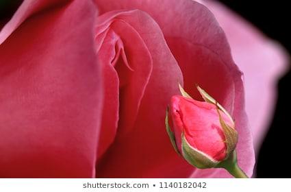 Do these actually look like a vagina/vulva women's private parts?