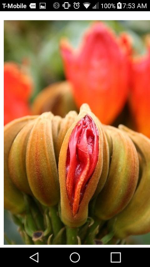 Do these actually look like a vagina/vulva women's private parts?