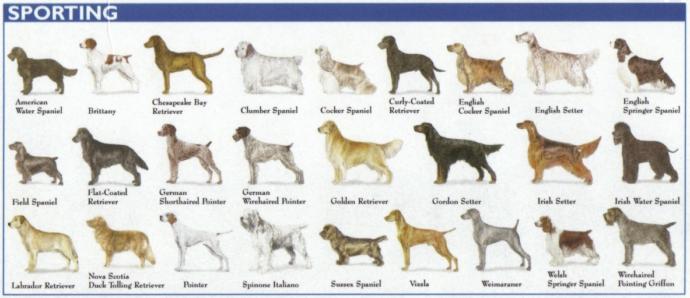 Do Dogs of different breeds understand each other's language?