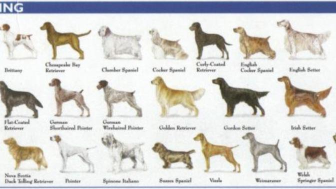 Do Dogs of different breeds understand each other's language?