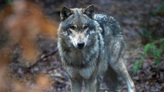 What are traits of predatory people?