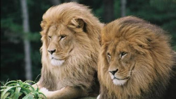 Males are always more beautiful than females in the animal kingdom?