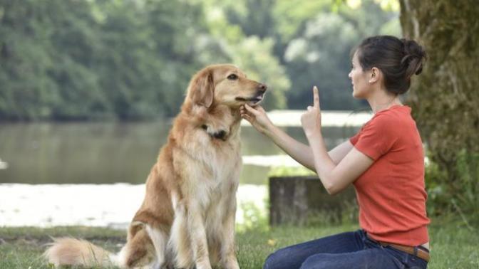 Is spanking dogs abusive?