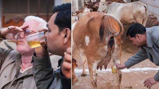 Whats your opinion on Cow Piss drinking?