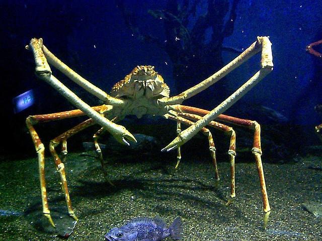 Who is cuter? giant isopod vs japanese spider crab?