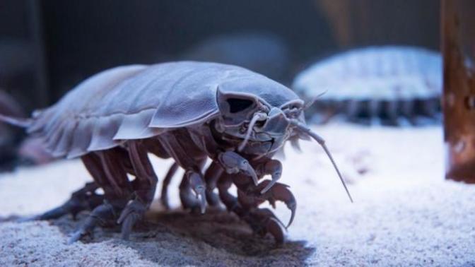Who is cuter? giant isopod vs japanese spider crab?