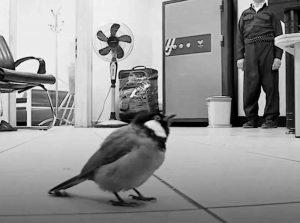 This Iraqi bird tried to go to another country and it got deported, how does that make you feel?