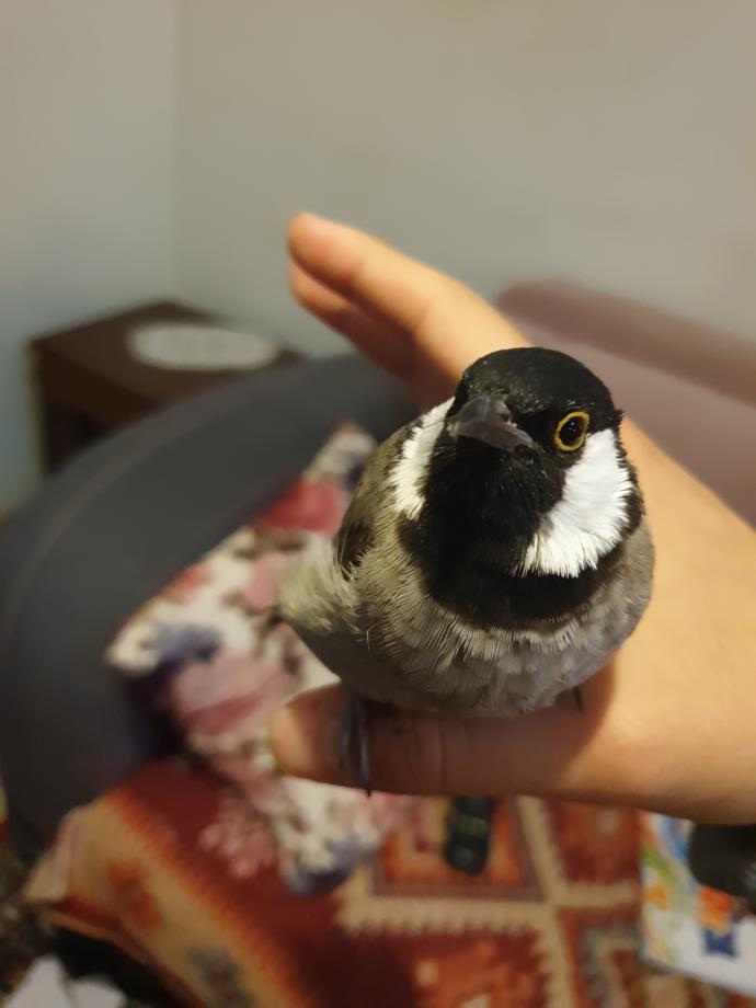 This Iraqi bird tried to go to another country and it got deported, how does that make you feel?