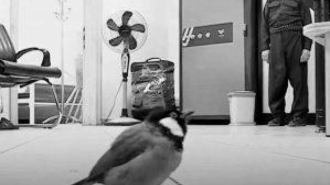 This Iraqi bird tried to go to another country and it got deported, how does that make you feel?