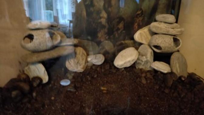 Is this a good community tank?