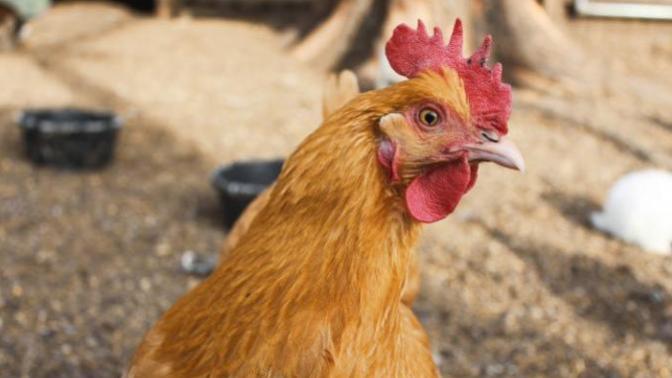 Do you believe animals such as chickens, pigs, and cows have emotional feelings?