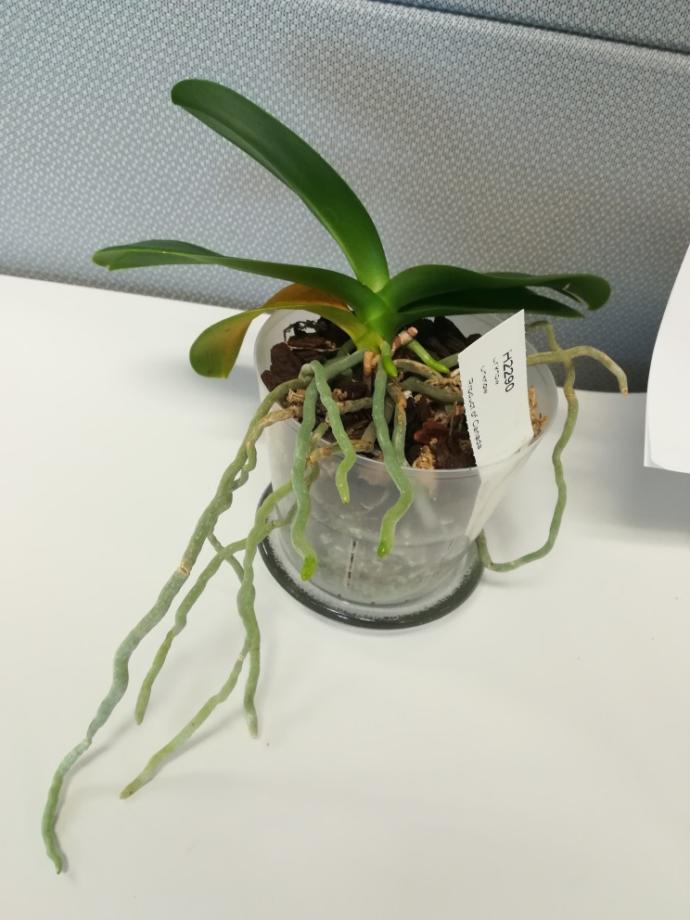What should I name my plant?