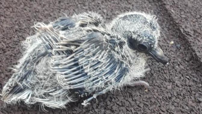 What do I do with this baby bird?