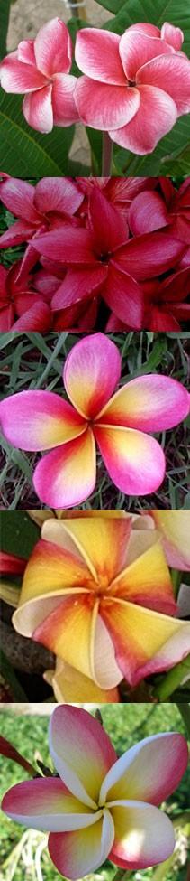 Do You Have A Favorite Flower?