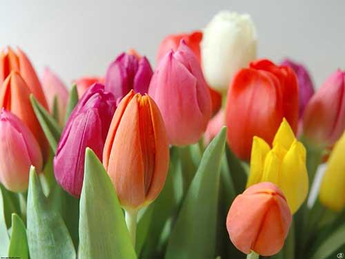 Do You Have A Favorite Flower?