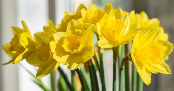Do You Have A Favorite Flower?