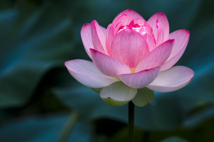 Do You Have A Favorite Flower?
