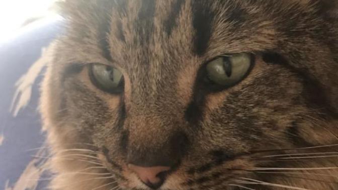 Boyfriend wants to get rid of my cat?