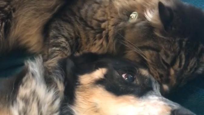 Moving in together, his pets don’t play nice with others?