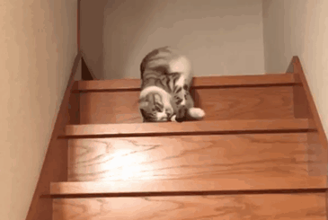 The ONLY way iβd go down the stairs as a cat