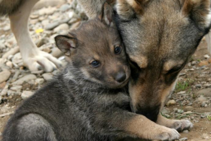 If you could turn into any animal...What animal would you turn into?