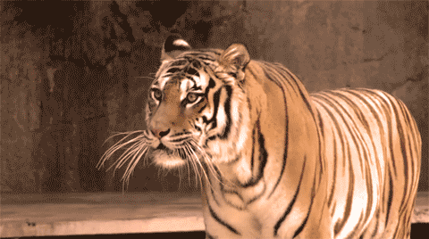 If you could turn into any animal...What animal would you turn into?