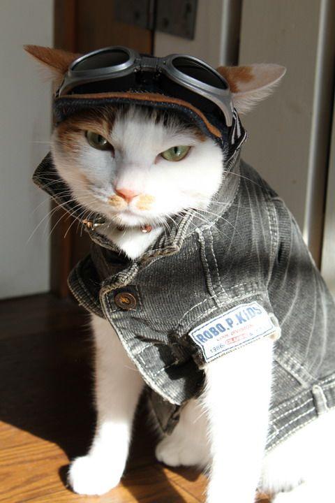 If you could turn into any animal...What animal would you turn into?