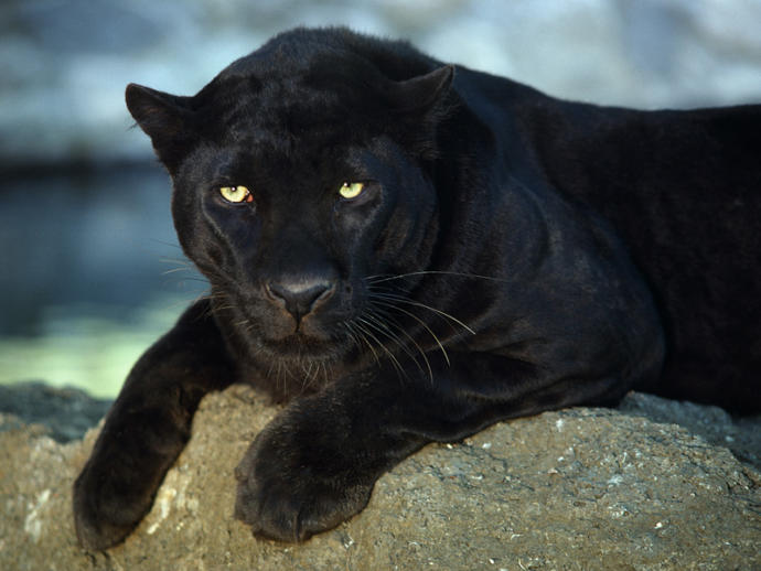 If you could turn into any animal.. what animal would you turn into?