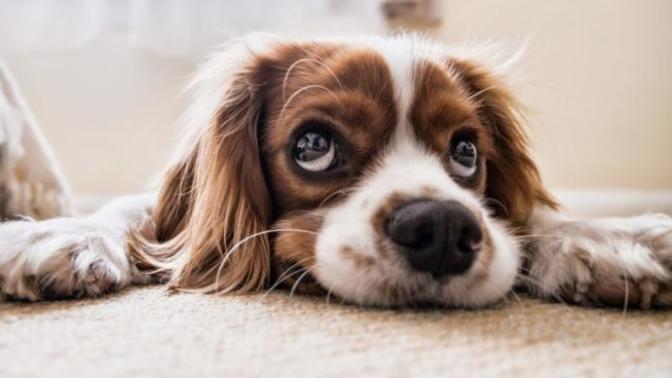 How do I control my dogs peeing problem?