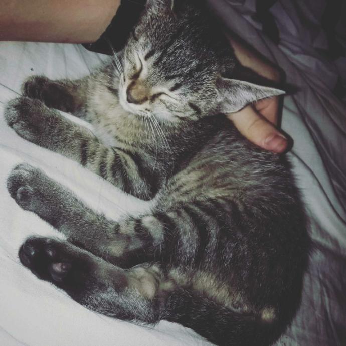 Do you like my new kitten, Felix?