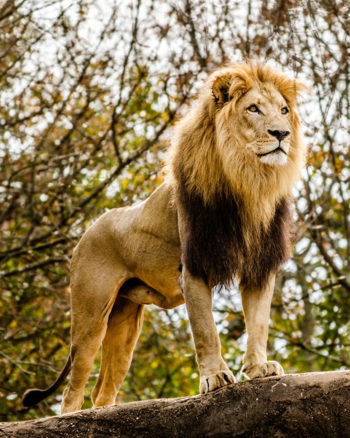 Would you rather be a predator or a prey?