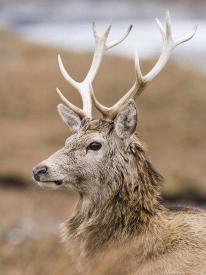 Would you rather be a predator or a prey?