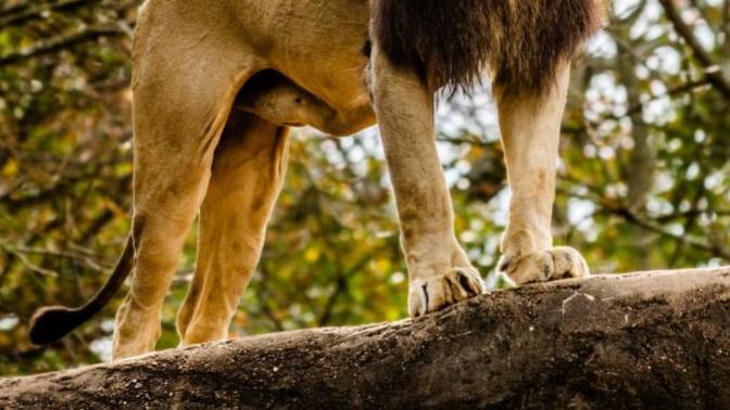 Would you rather be a predator or a prey?